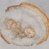 Couchtisch versteinertes Holz 55199