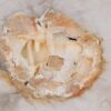 Couchtisch versteinertes Holz 55199