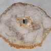 Couchtisch versteinertes Holz 55211