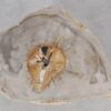 Couchtisch versteinertes Holz 55219