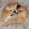 Couchtisch versteinertes Holz 55219
