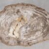 Couchtisch versteinertes Holz 55234