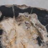 Couchtisch versteinertes Holz 55241