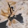 Couchtisch versteinertes Holz 55289