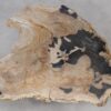 Couchtisch versteinertes Holz 55291