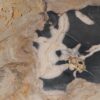 Couchtisch versteinertes Holz 55291