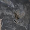 Couchtisch versteinertes Holz 55291