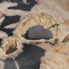 Couchtisch versteinertes Holz 55292