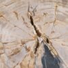 Couchtisch versteinertes Holz 55307