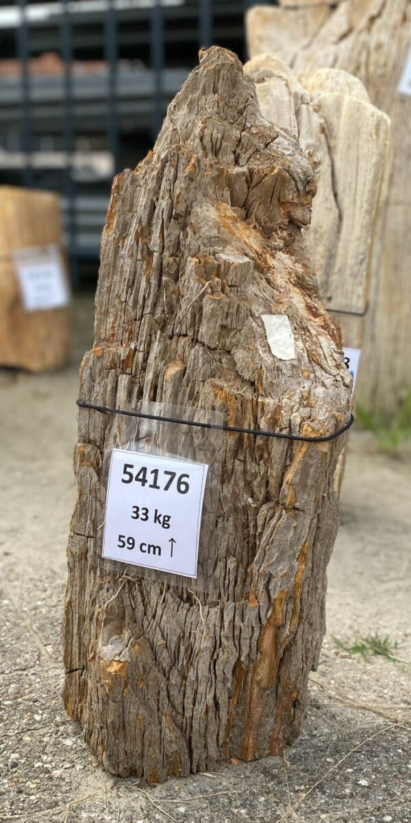 Grabstein versteinertes Holz 54176