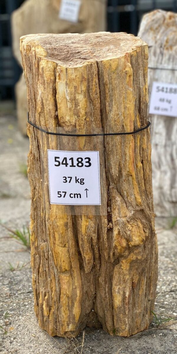 Grabstein versteinertes Holz 54183