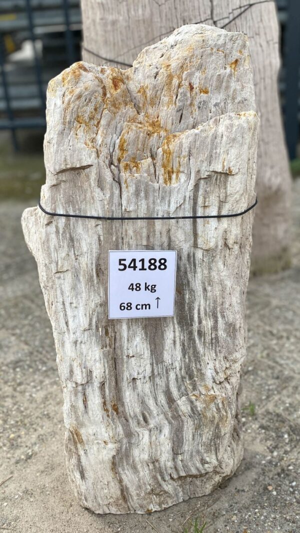 Grabstein versteinertes Holz 54188