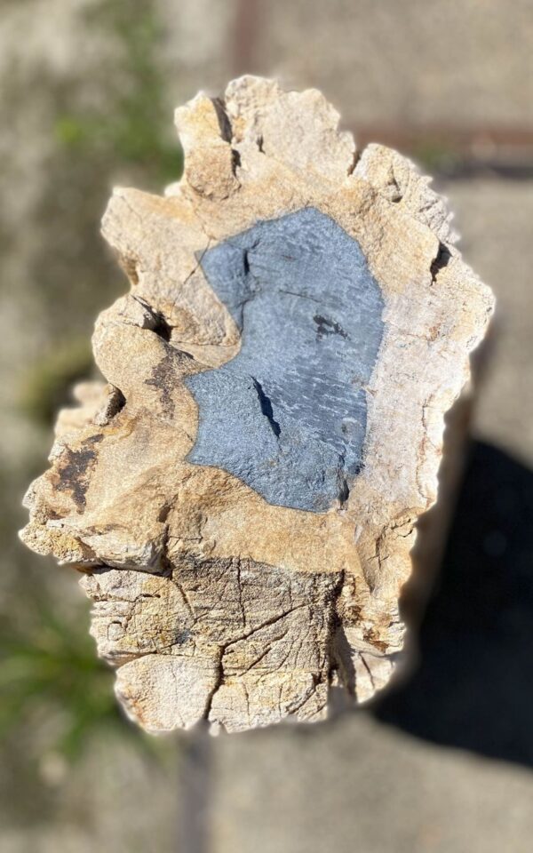 Grabstein versteinertes Holz 54193