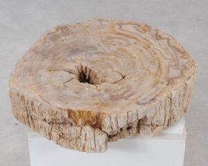 Grabstein versteinertes Holz 54214