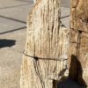 Grabstein versteinertes Holz 55046