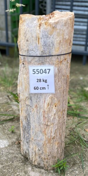 Grabstein versteinertes Holz 55047