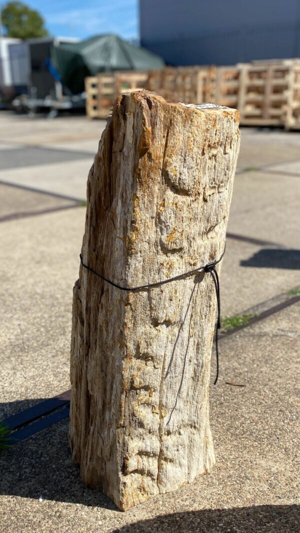 Grabstein versteinertes Holz 55130