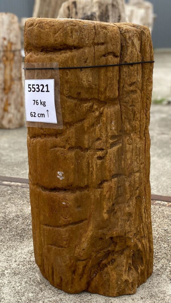 Grabstein versteinertes Holz 55321