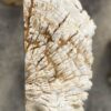 Grabstein versteinertes Holz 55322