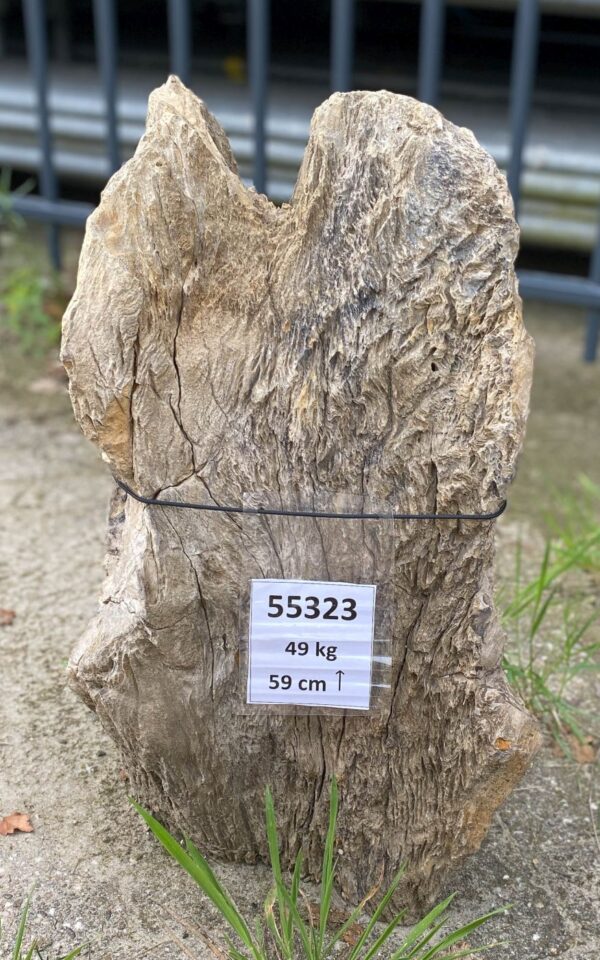 Grabstein versteinertes Holz 55323