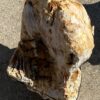 Grafsteen versteend hout 54153