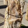 Grafsteen versteend hout 54153