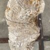 Grafsteen versteend hout 54158