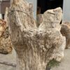 Grafsteen versteend hout 54158