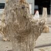 Grafsteen versteend hout 54158