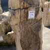 Grafsteen versteend hout 54159