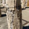 Grafsteen versteend hout 54159