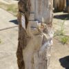 Grafsteen versteend hout 54159