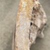 Grafsteen versteend hout 54164
