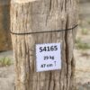 Grafsteen versteend hout 54165