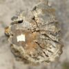 Grafsteen versteend hout 54166