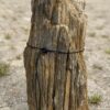 Grafsteen versteend hout 54166