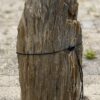 Grafsteen versteend hout 54166