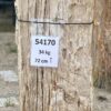 Grafsteen versteend hout 54170