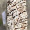 Grafsteen versteend hout 54170
