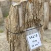 Grafsteen versteend hout 54173