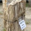Grafsteen versteend hout 54173