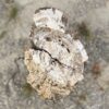 Grafsteen versteend hout 54173