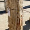 Grafsteen versteend hout 54175
