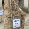Grafsteen versteend hout 54176