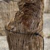 Grafsteen versteend hout 54176