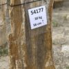 Grafsteen versteend hout 54177
