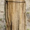 Grafsteen versteend hout 54177