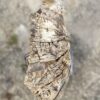 Grafsteen versteend hout 54179