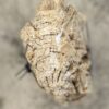 Grafsteen versteend hout 54181