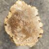 Grafsteen versteend hout 54183